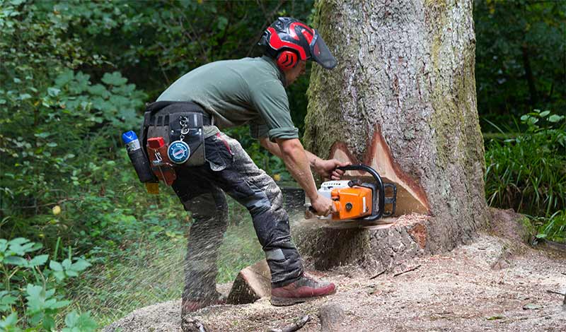 Elagage Arbres - VJP ELAGUEUR 73 : élagueur grimpeur : Elagage, abattage d'arbres, taille arbres d'essouchage, débrousaillage : sur Chambéry, Savoie, Rhône-Alpes