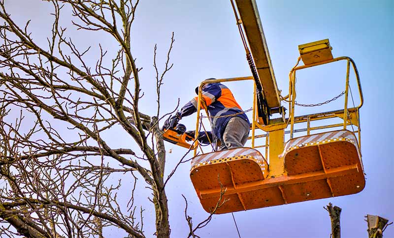 VJP ELAGUEUR 73 - Entreprise Rose : Hautes-Alpes (05) : Elagage, abattage arbres, étêtage, dessouchage et le débroussaillage du terrain. travaux d’espaces verts, jardin et d’extérieurs, : tailles des haies, tonte de pelouse sur Chambéry, Savoie, Rhône-Alpes